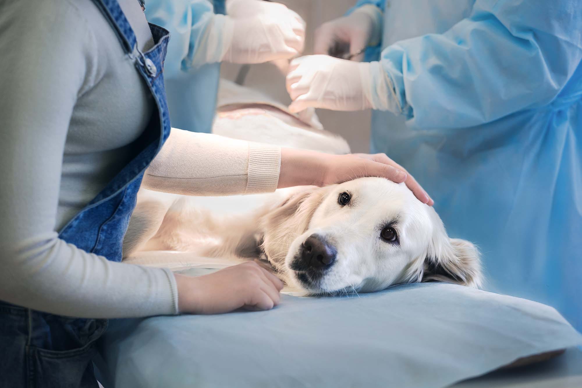 how much is exploratory surgery on a dog