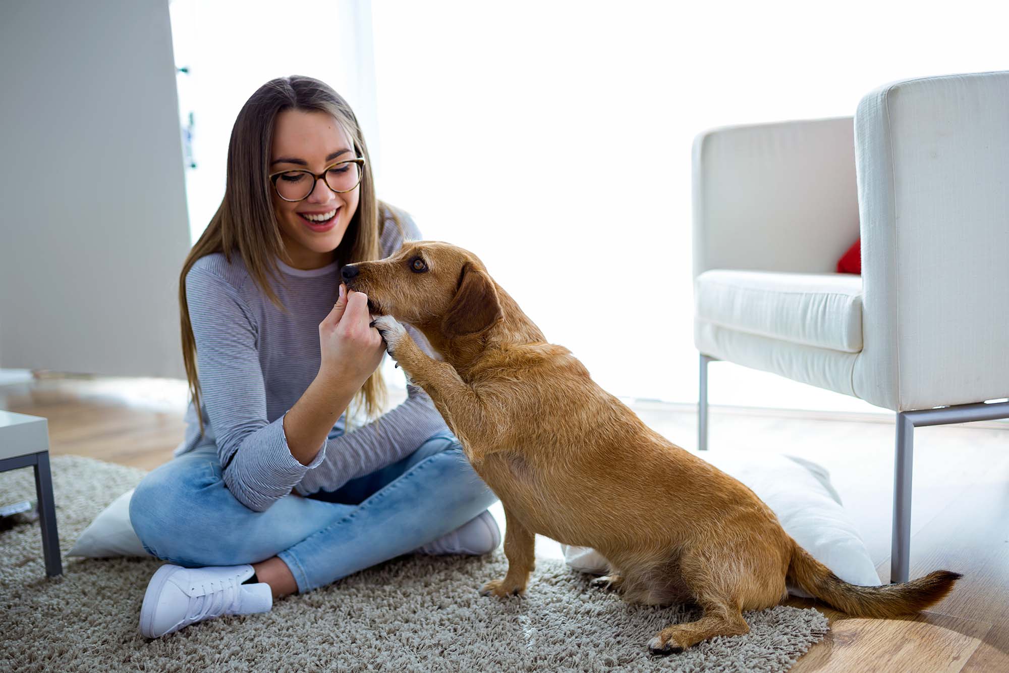 newmarket veterinary clinic